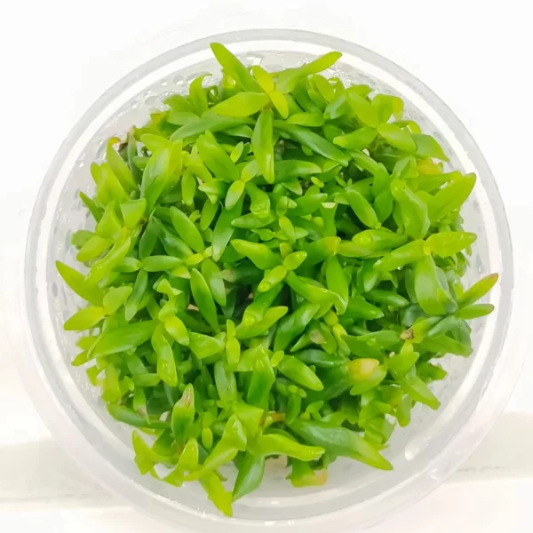 Ammannia capitellata