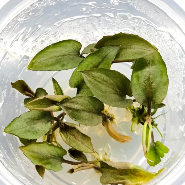 Legenandra keralensis [Tc]