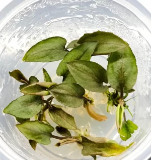 Legenandra keralensis [Tc]