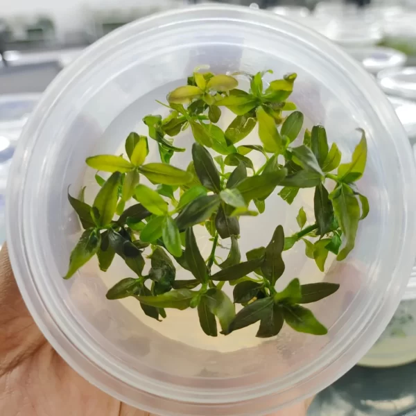 Staurogyne Sp. Brown [Tc]