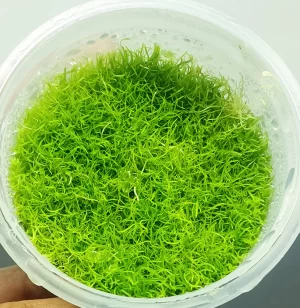 Utricularia graminifolia [Tc]