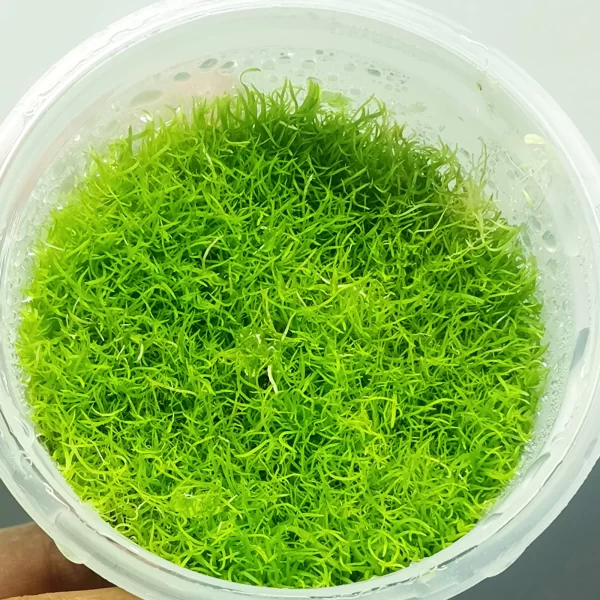 Utricularia graminifolia [Tc]