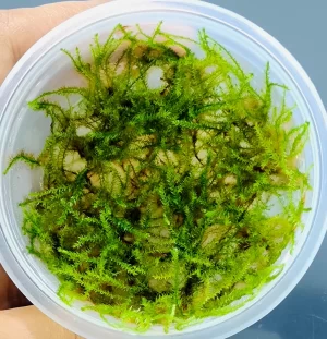 Vesicularia montagnei ‘Christmas Moss’ [TC]