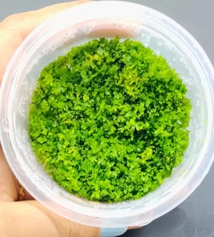 Riccardia sp. “chamedryfolia”[TC]