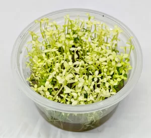 Bacopa Monnieri Platinum