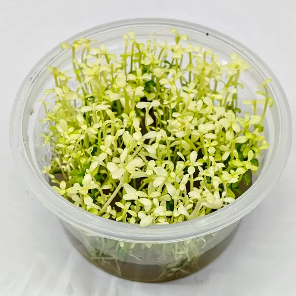 Bacopa Monnieri Platinum