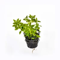 Limnophila-Aromatica-Mini