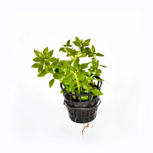 Limnophila aromatica ‘Mini’