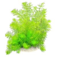 Myriophyllum-Guyana-C31658
