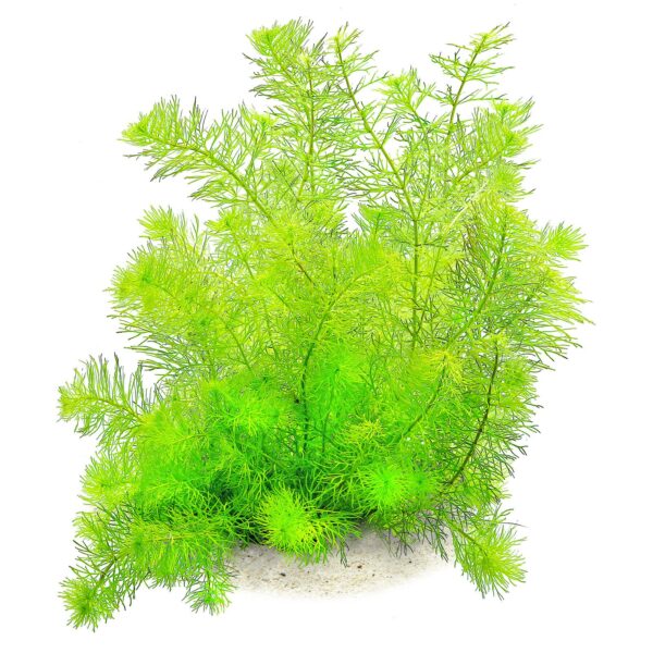 Myriophyllum sp. “Guyana” [TC]
