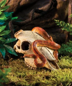 Second image of Buffalo Skull