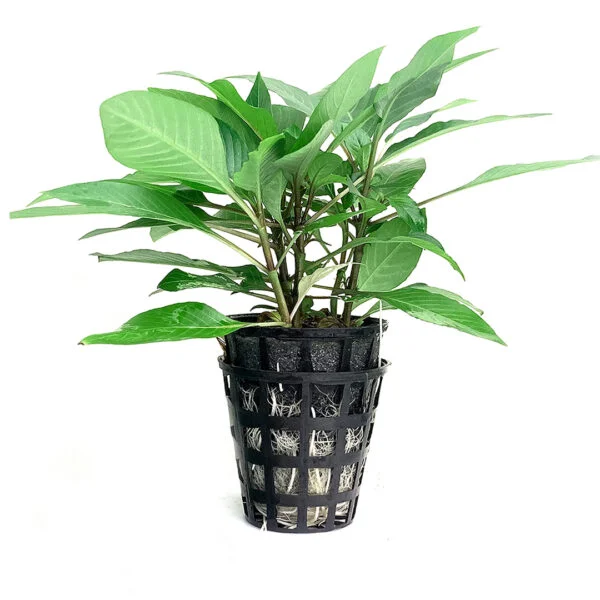 Second image of Micranthemum micranthimoids “Pearl weed” [Tc]