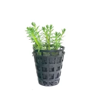 Plant_06-600x600