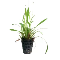 Plant_17-600x600