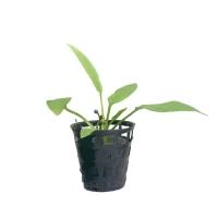 Plant_21-600x600