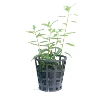 Plant_25