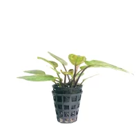 Plant_26
