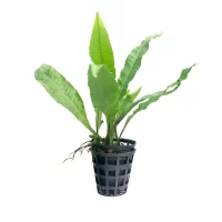 Plant_27
