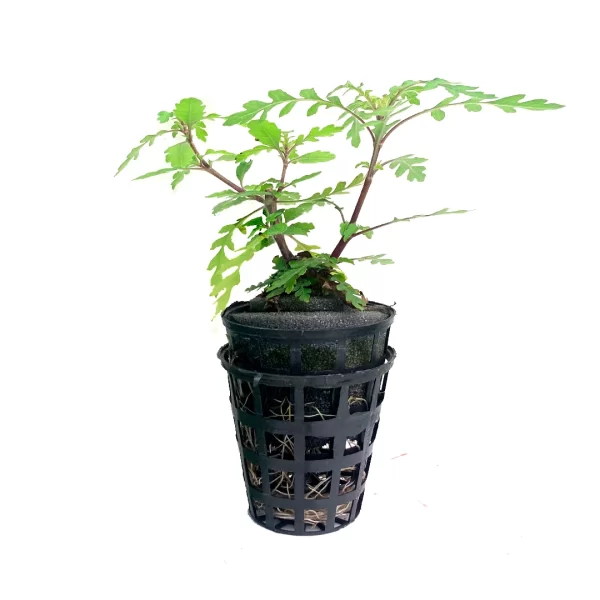 Second image of Hygrophilla pinnatifida “UK” [Tc]