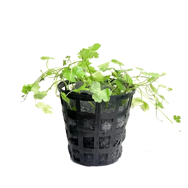 Second image of Hydrocotyle tripartita ‘Mini’ [Tc]