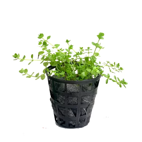 Second image of Micranthemum Micranthimoids ‘Monte Carlo’ [Tc