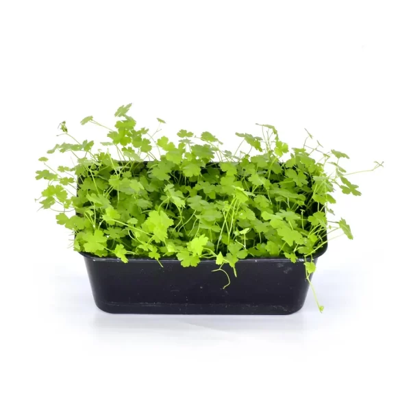 Hydrocotyle tripartita ‘Mini’ (6″ x 4″ MAT)