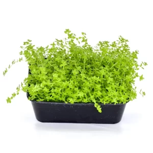 Micranthemum micranthimoids “Monte Carlo” (6″ x 4″ MAT )