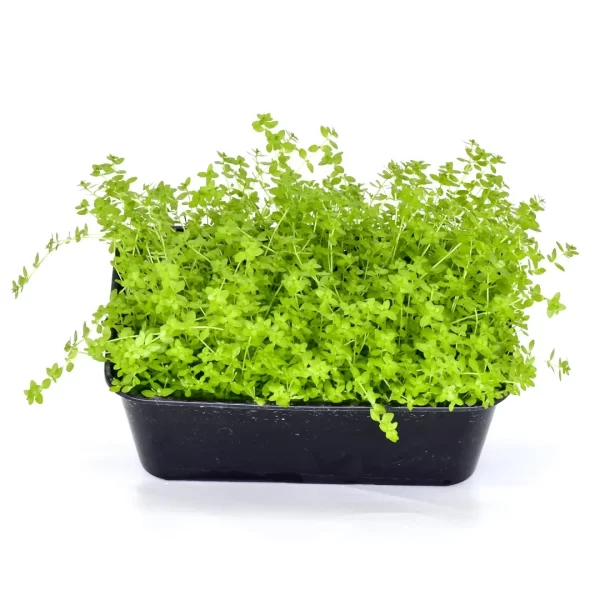 Micranthemum micranthimoids “Monte Carlo” (6″ x 4″ MAT )