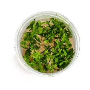 Limnophila aromatica “Mini” [Tc]