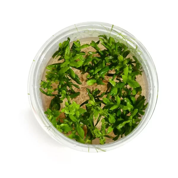 Limnophila aromatica “Mini”