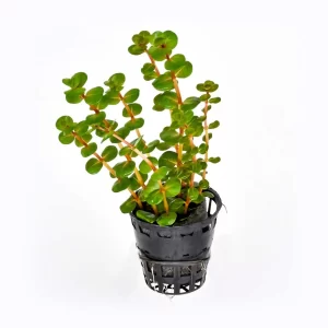 Rotala rotundifolia ‘Blood red’ (SG)