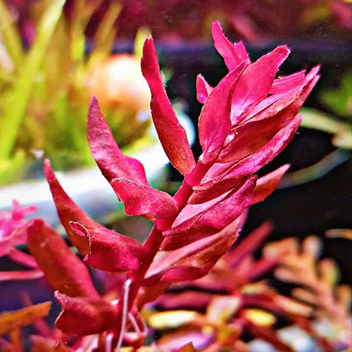Rotala sp. ‘Araku'[TC]