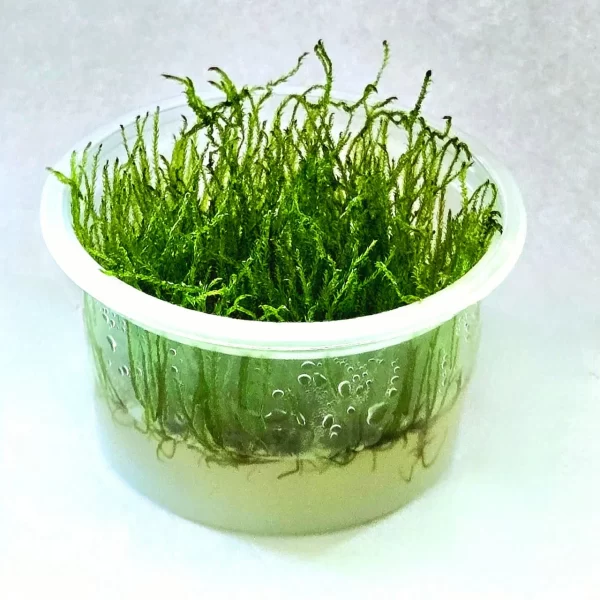 Taxiphyllum sp. “Spiky Moss” [Tc]