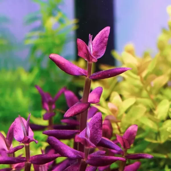 Bacopa Salzmannii ‘Purple’ (SG) Emersed