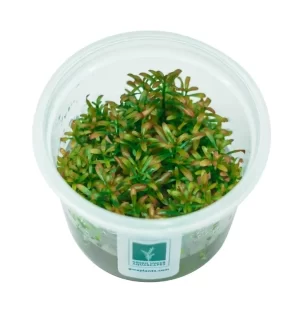 Rotala ramosior ‘Sunset’ [Tc]