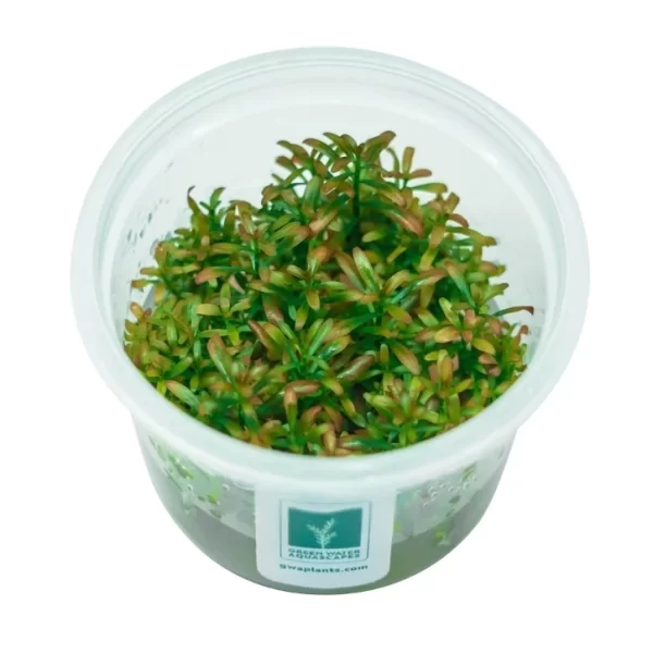 Rotala ramosior ‘Sunset’ [Tc]