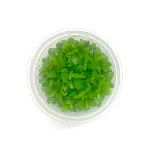 Bacopa Yellow Flame [TC]