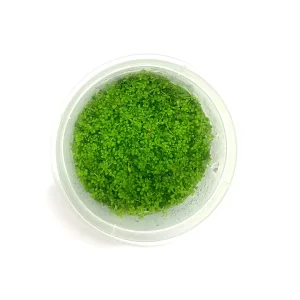 Micranthemum Callitrichoides ‘Cuba’ [Tc]