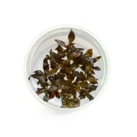 Tishu_product_08 (1)