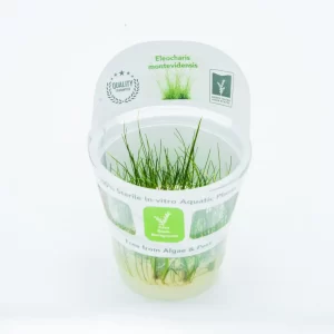 Eleocharis montevidensis [Tc]