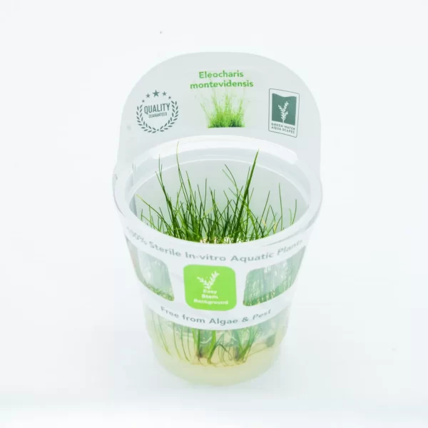 Eleocharis montevidensis [Tc]