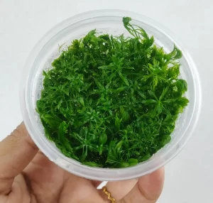 Myriophyllum mattogrossense [Tc]