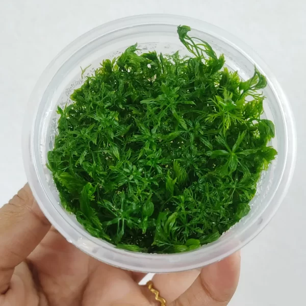 Myriophyllum mattogrossense [Tc]