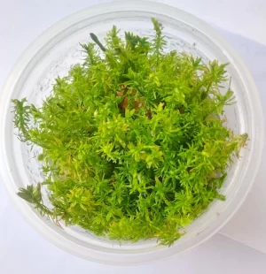 Rotala wallichii Red [Tc]