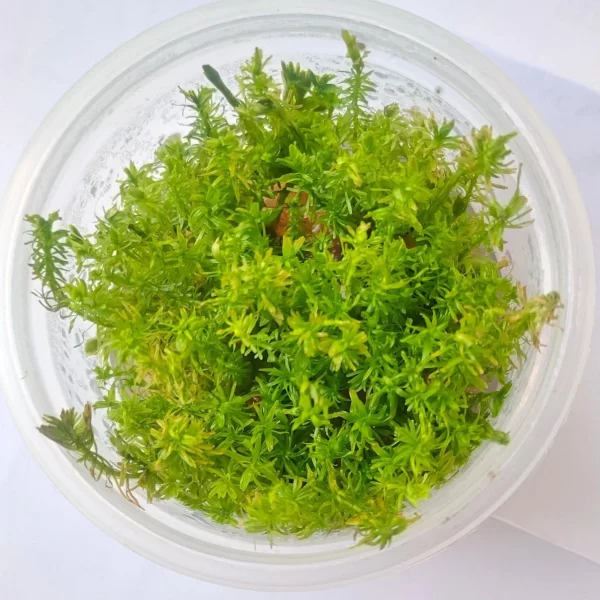 Rotala wallichii Red [Tc]