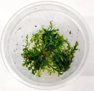 Bolbitis heudelotii [Tc]