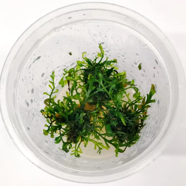 Bolbitis heudelotii [Tc]