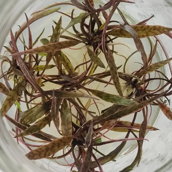 Cryptocoryne Nurii [TC]