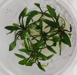 Cryptocoryne Lucens [TC]