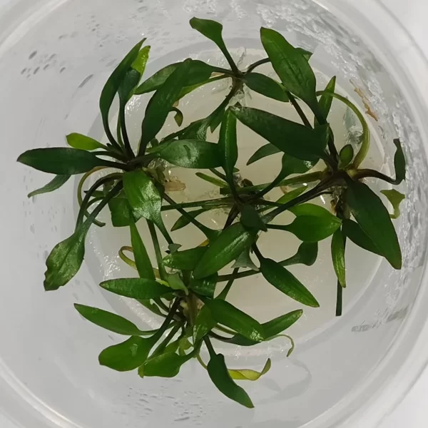 Cryptocoryne Lucens [TC]